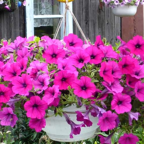 Петуния ампельная Вельвет Роуз Вейн F1, семена артикул фото 1 Петуния ампельная Вельвет Роуз Вейн F1, семена изображение 1 артикул 65857