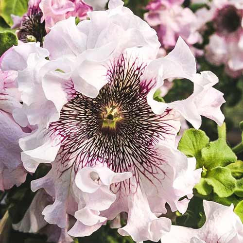 Петуния бахромчатая Альба, семена изображение 1 артикул 66910