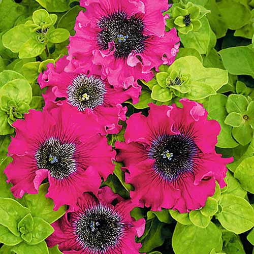 Петуния бахромчатая Бордовая, семена изображение 1 артикул 66911