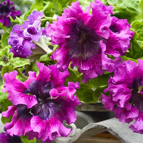 Петуния бахромчатая Темно-пурпурная, семена изображение 1 артикул 66912