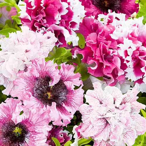 Петуния бахромчатая Триумф Черный, смесь окрасок изображение 1 артикул 66913