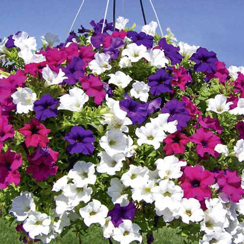 Петуния Балконная, смесь окрасок-copy изображение 1 артикул 66169