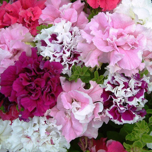 Петуния Букет любимой F1, смесь окрасок Premium Seeds изображение 1 артикул 83952