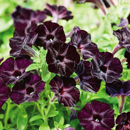 Петуния Дебонар черешня F1 артикул фото 1 Петуния Дебонар черешня F1 изображение 1 артикул 71979