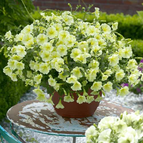 Петуния Дебонар Лайм F1 изображение 1 артикул 71980