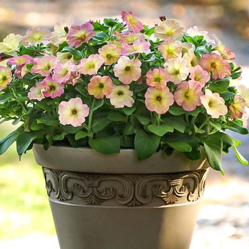 Петуния Дебонар Золотая пыль F1 изображение 1 артикул 71969