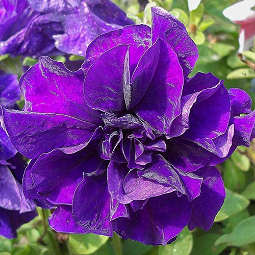 Петуния Дуо Блю F1 изображение 1 артикул 81390