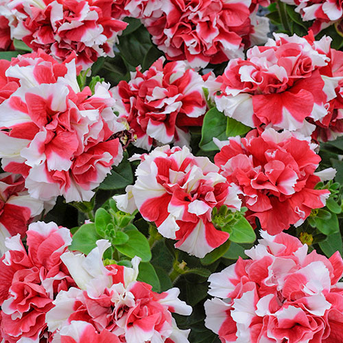 Петуния Дуо Бриллианты Принцессы F1 Premium Seeds изображение 1 артикул 83946