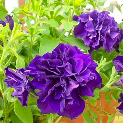 Петуния Дуо Синее море F1 Premium Seeds изображение 1 артикул 83949