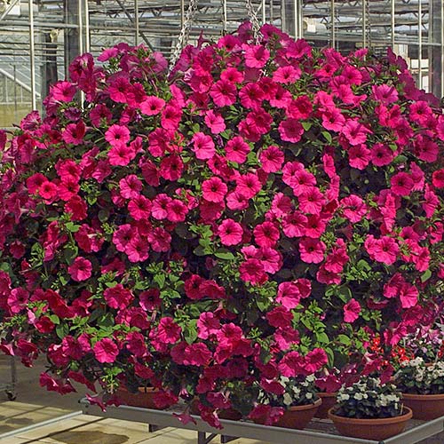 Петуния Эксплорер Пурпурная F1 изображение 1 артикул 81371