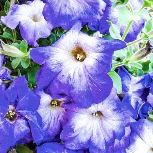 Петуния Экзотик Южная ночь F1 Русский огород НК изображение 1 артикул 69970