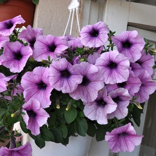 Петуния F1 Ежевика, плазменные семена изображение 1 артикул 58067