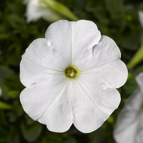 Петуния Феррари Вайт F1 Premium Seeds изображение 1 артикул 83943