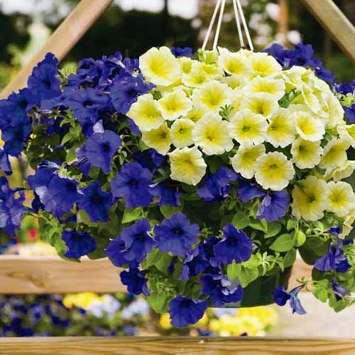 Петуния Фьюзибелс Джем черника Лайм, семена изображение 1 артикул 65884