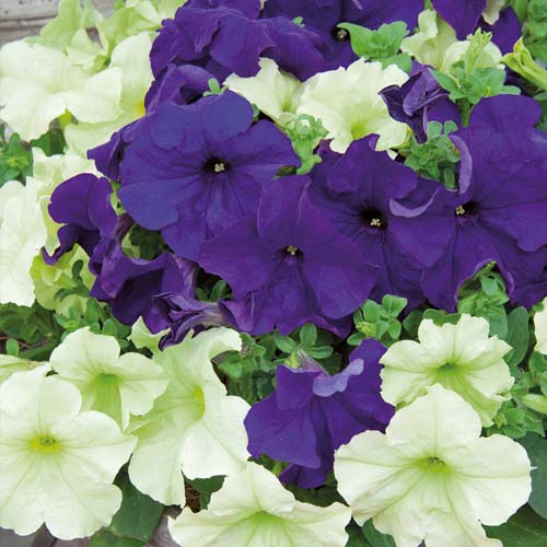 Петуния Фьюзибелс Джем черника Лайм, семена изображение 2 артикул 65884