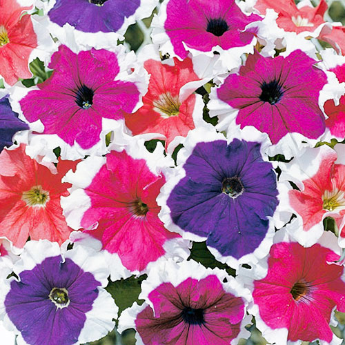 Петуния Гарден Квин F1, смесь окрасок Premium Seeds изображение 1 артикул 83939
