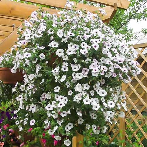 Петуния гигантская ампельная Торнадо Сильвер F1 изображение 1 артикул 74110