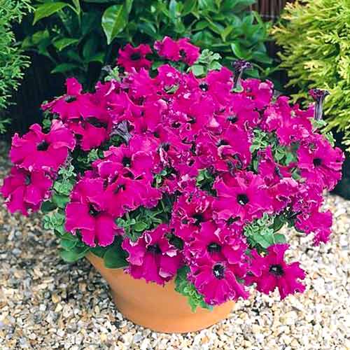 Петуния грандифлора Фриллитуния Бургунди F1, семена изображение 1 артикул 65881