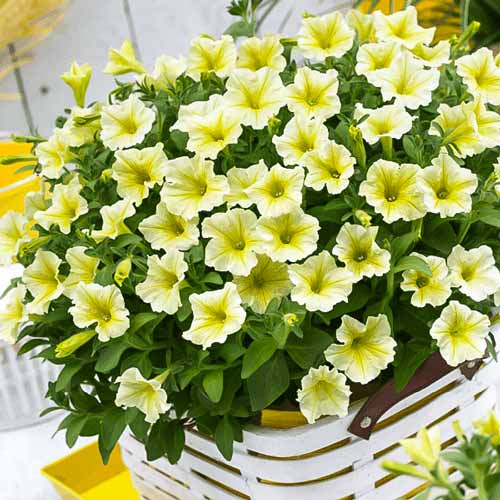 Петуния грандифлора Софистика Лайм F1, семена изображение 1 артикул 65872