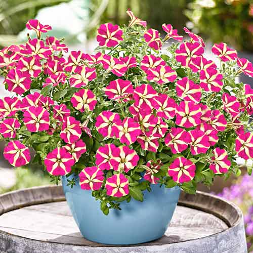 Петуния грандифлора Ультра Розовая звезда F1, семена изображение 1 артикул 65876