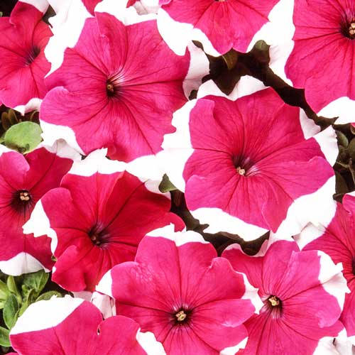 Петуния Хулахуп розовая F1 изображение 1 артикул 71523