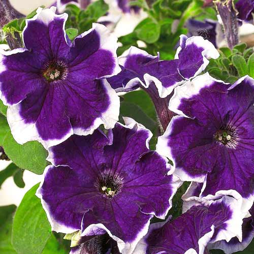 Петуния Хулахуп синяя F1 изображение 1 артикул 71524