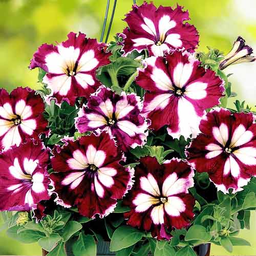 Петуния Кан-Кан Арлекин Бургунди F1 изображение 1 артикул 71509