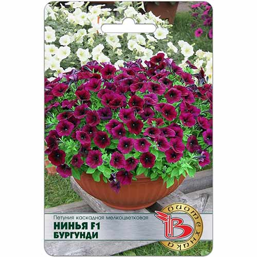 Петуния Нинья Бургунди F1 Биотехника изображение 1 артикул 74844
