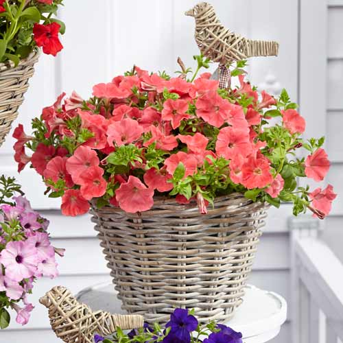 Петуния Рамблин Лососевая F1   изображение 1 артикул 71529