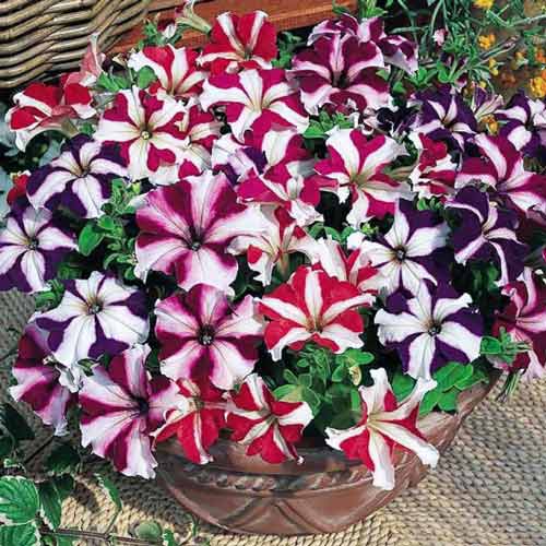 Петуния каскадная Звездопад F1, смесь окрасок изображение 1 артикул 66171