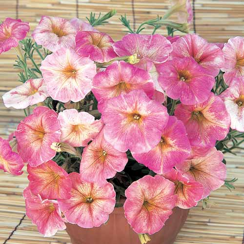 Петуния крупноцветковая Дольче Фраголино F1, семена изображение 1 артикул 66111