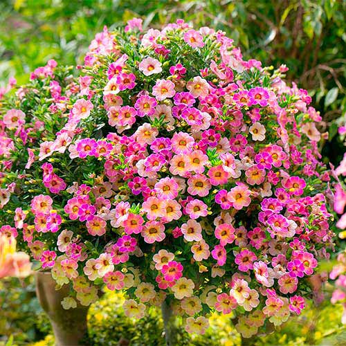 Петуния крупноцветковая Дольче Трио F1, смесь окрасок изображение 2 артикул 66110