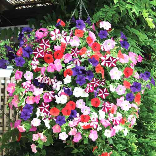 Петуния грандифлора Фалкон F1, смесь окрасок изображение 1 артикул 65878