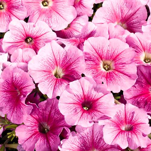 Петуния крупноцветковая Фалкон Пинк F1, семена изображение 1 артикул 66132