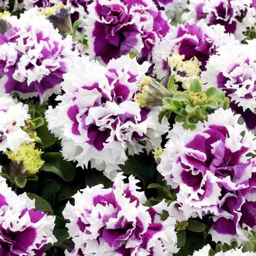 Петуния махровая грандифлора Пируэт пурпурный F1, семена изображение 1 артикул 65864