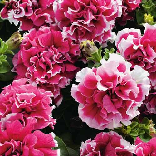 Петуния махровая грандифлора Пируэт розовый F1, семена изображение 2 артикул 65865