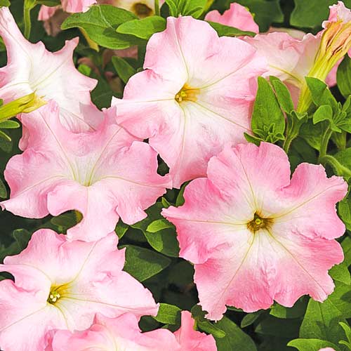 Петуния крупноцветковая Розовый жемчуг F1, семена изображение 1 артикул 66124