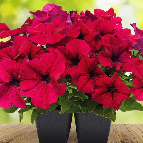 Петуния Ламбада Бургунди F1 изображение 1 артикул 71544