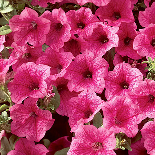 Петуния Лавина Пурпурная Королева F1 Premium Seeds изображение 1 артикул 83923