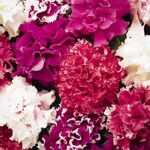 Петуния махровая крупноцветковая Глориоза F1, смесь окрасок изображение 1 артикул 66168