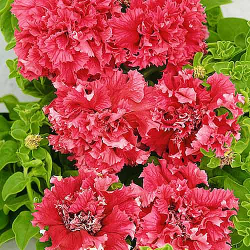 Петуния Валентайн F1 изображение 1 артикул 66106