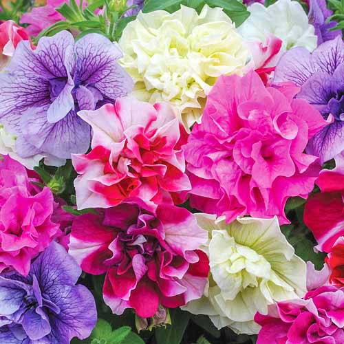 Петуния махровая Русский Размер F1, смесь окрасок Русский огород НК изображение 1 артикул 69966