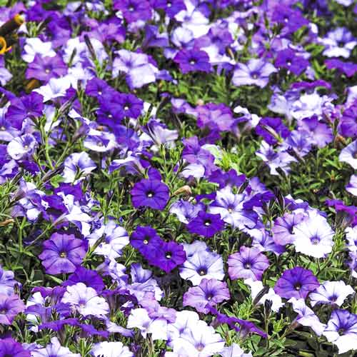 Петуния мелкоцветковая Шок Деним F1, семена  артикул фото 1 Петуния мелкоцветковая Шок Деним F1, семена  изображение 1 артикул 65860