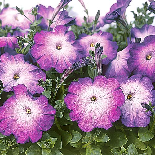 Петуния Мерлин Блю Морн F1 изображение 2 артикул 71550