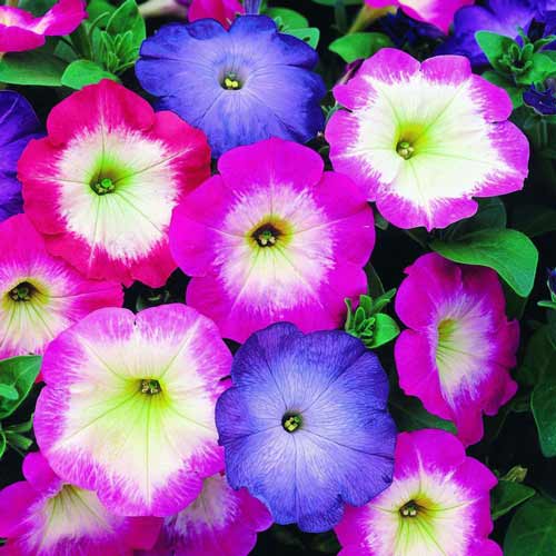 Петуния Мерлин Морн F1, смесь окрасок изображение 1 артикул 71557