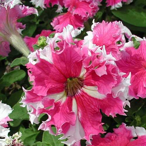 Петуния Мисс Вселенная F1, смесь окрасок Premium Seeds изображение 1 артикул 83926