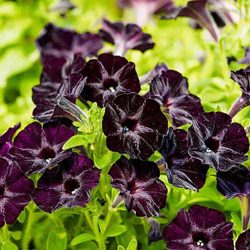 Петуния многоцветковая Черная вишня F1, семена изображение 1 артикул 66135