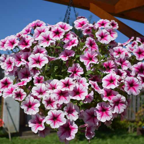 Петуния крупноцветковая Малиновое мороженое F1, семена изображение 1 артикул 66118