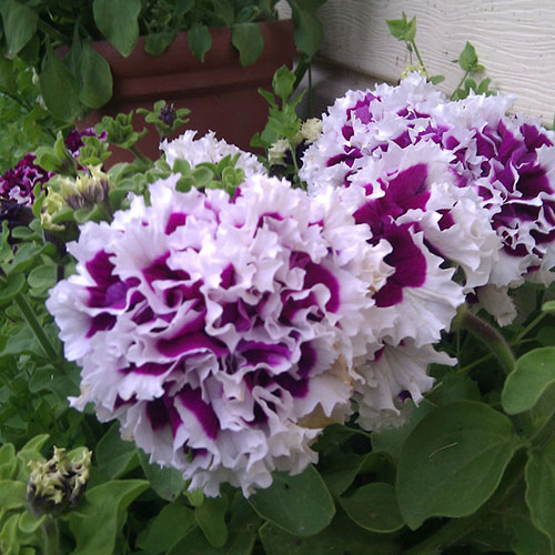 Петуния Шампань F1 Premium Seeds изображение 1 артикул 83927