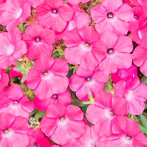 Петуния суперкаскадная Прилив розовый F1, семена артикул фото 2 Петуния суперкаскадная Прилив розовый F1, семена изображение 2 артикул 66121